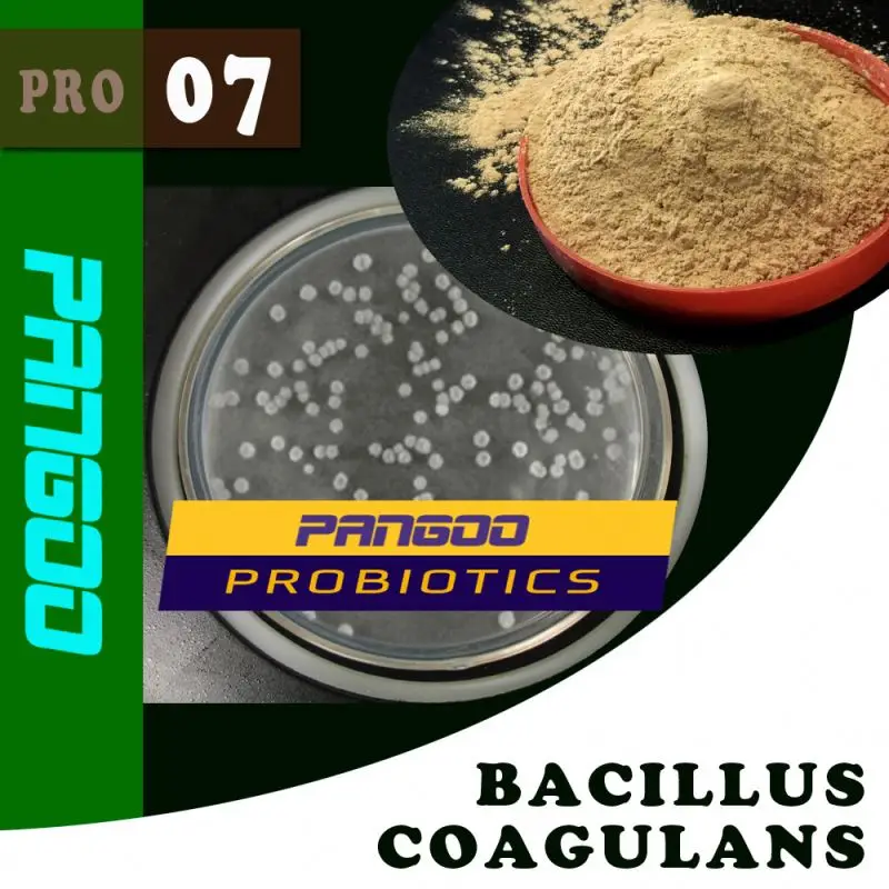 
Probiotic bacillus coagulans as feed addictive for animals and aquatic 