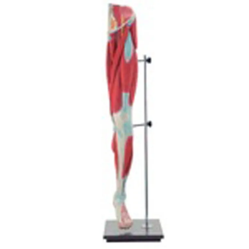BIX-A1102 Human Lower Limbs Muscle Anatomical Model