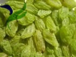 
hot sale green raisin with high quality 