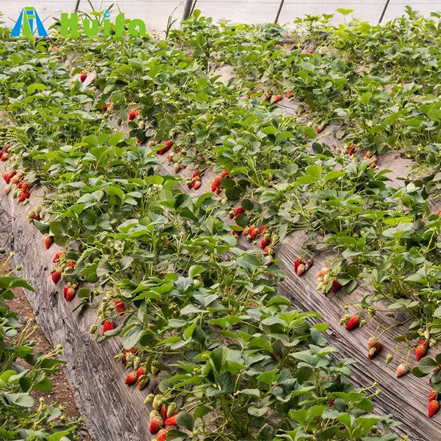 Galvanized Steel Strawberry Greenhouse Farming for sale