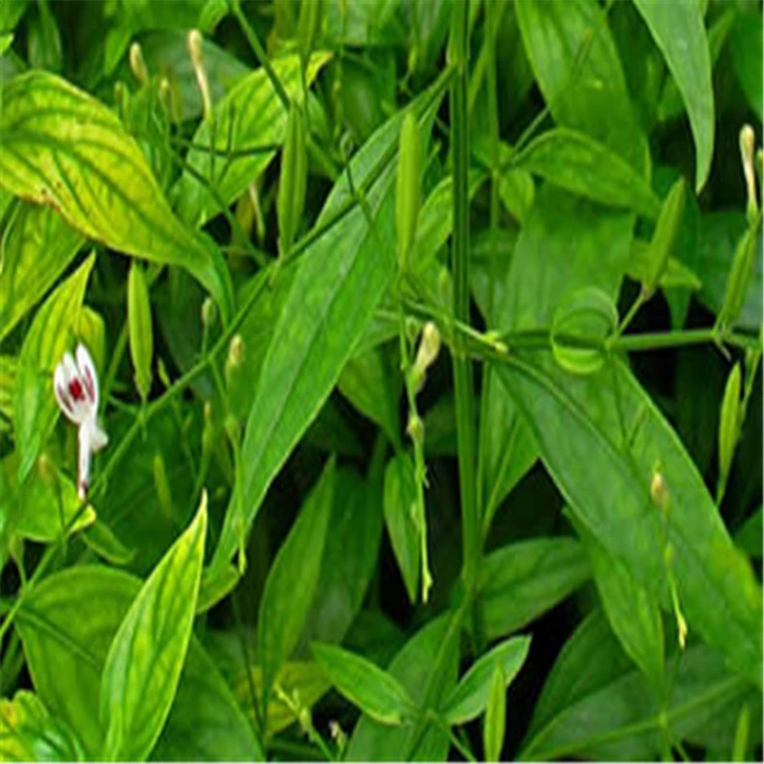 Good quality breast cancer andrographis aerial parts extract