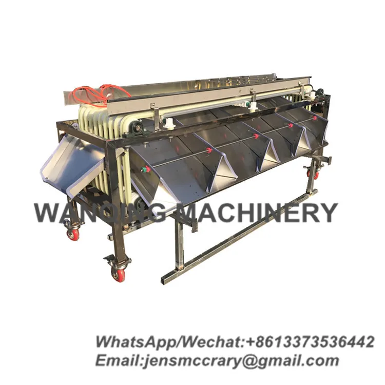 
Medjool date grading machine automatical sorted jujube dattes plums and similar fruit processing 