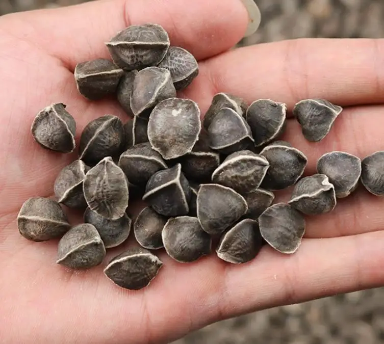 Natural big size dried raw loose Drumstick tree seeds for health foods