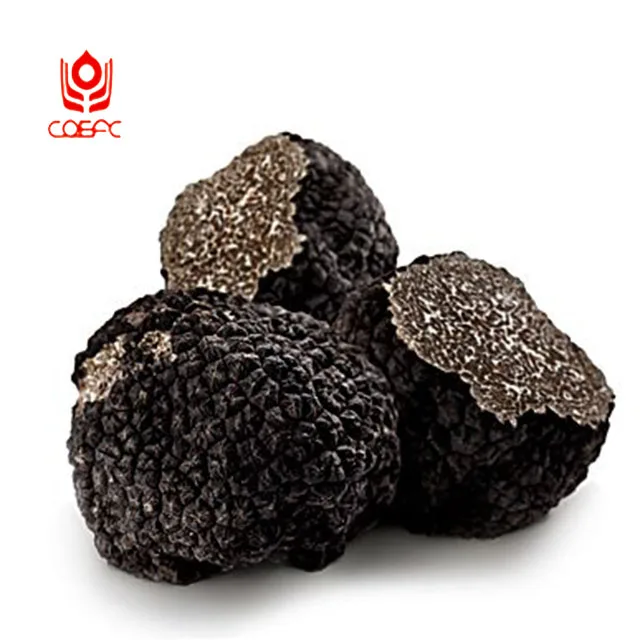 buyer truffle factory supply directly wild truffle mushrroms