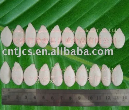 
chinese snow white pumpkin seeds ( squash seeds) 