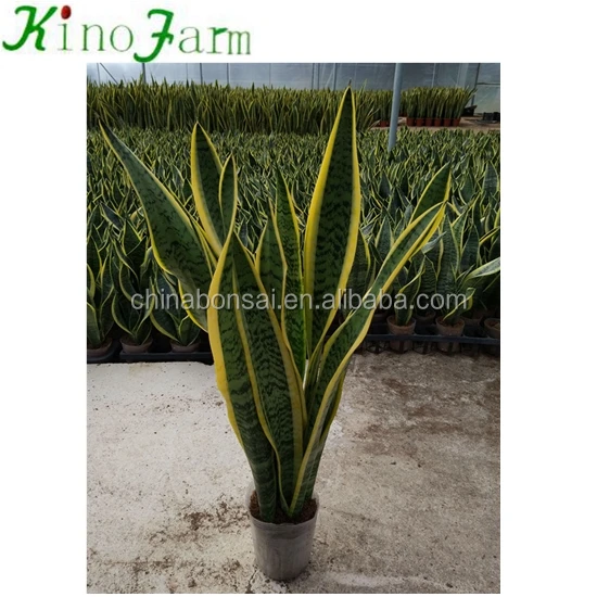
Tall Snake Plant Sansevieria 
