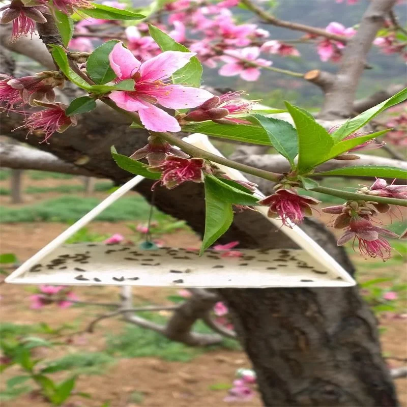 Pheromone Lure for Carposina niponensis (Peach Fruit Moth), Peach fruit borer Pheromone Attractant