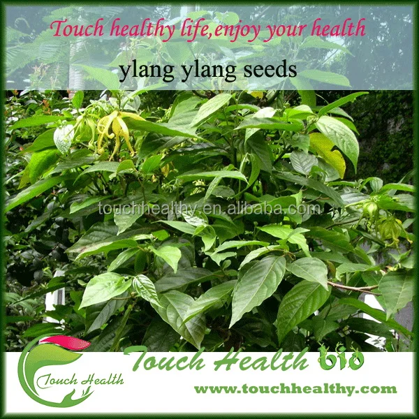 
2021 Touchhealthy Supply ylang ylang seeds tree seeds for planting 