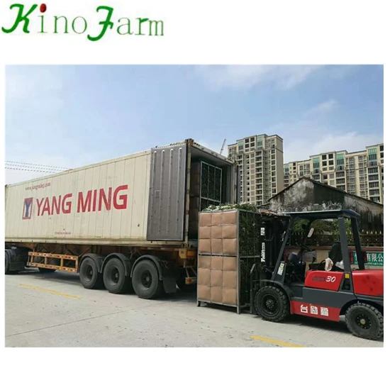 
Lucky Bamboo Wholesale 