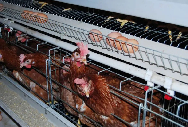 Poultry Equipment Battery Chicken Cage for Sale