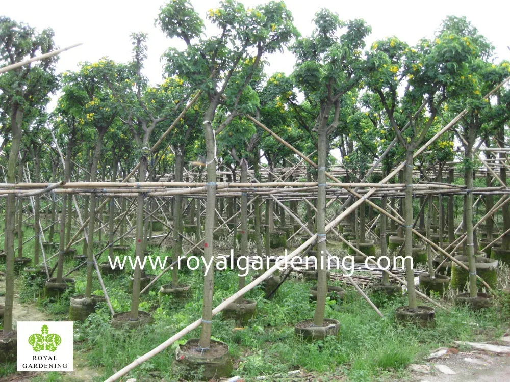 
Cassia surattensis yellow flower trees 