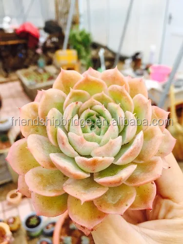 Wholesale  succulent plant Etheveria onslow succulents mini bonsai