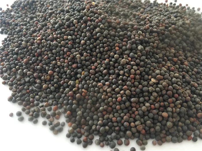 
harvester improve seedlings pakchoy Chinese vegetable cabbage seeds 1kg/bag 