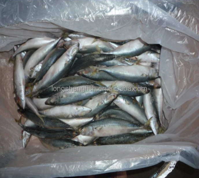 Hot Selling Cheap Price Sea Frozen Pacific Mackerel Chinese mackerel Scomber Japonicus