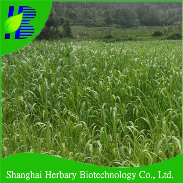 Price Of Seed Sorghum Sudan Grass For Goat Feeding