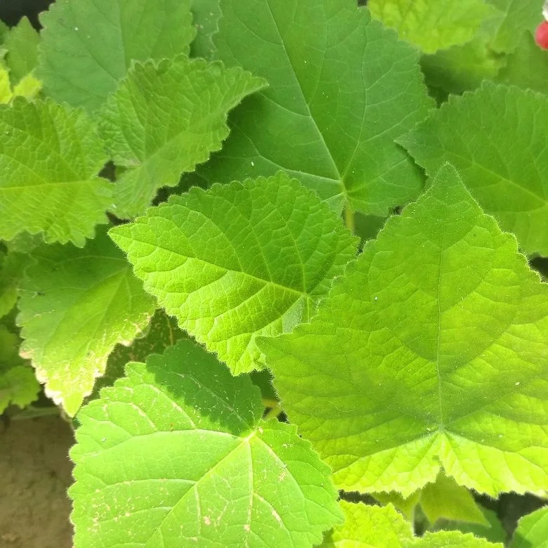 chinese high quality fast growing timber paulownia tomentosa plant for growing