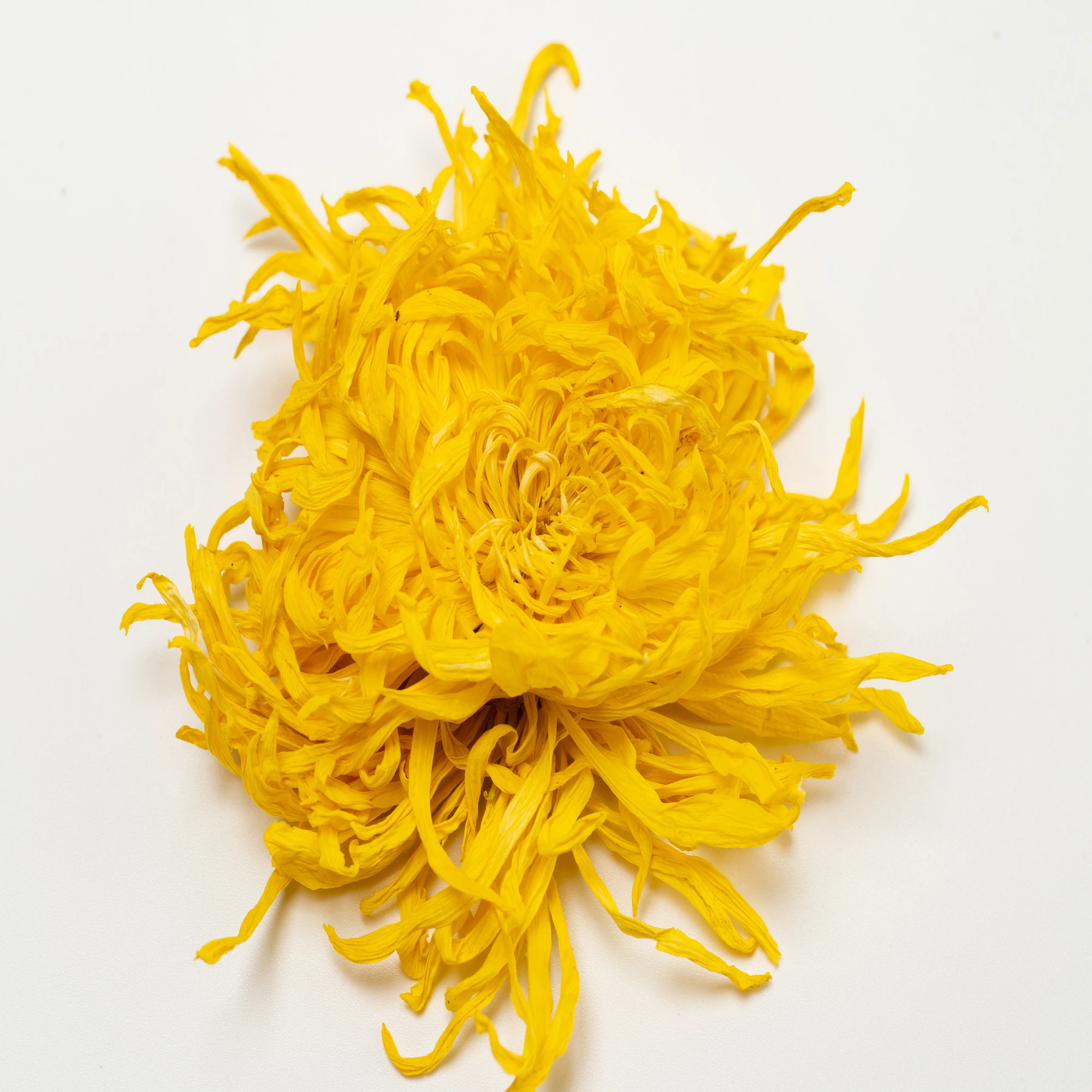 
Selected for high quality health herbal Golden filiform Chrysanthemum flower tea 