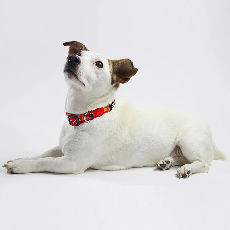 Высокое качество животное ошейник