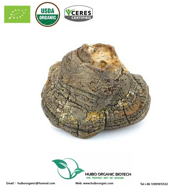 Органический феллинус линтеус