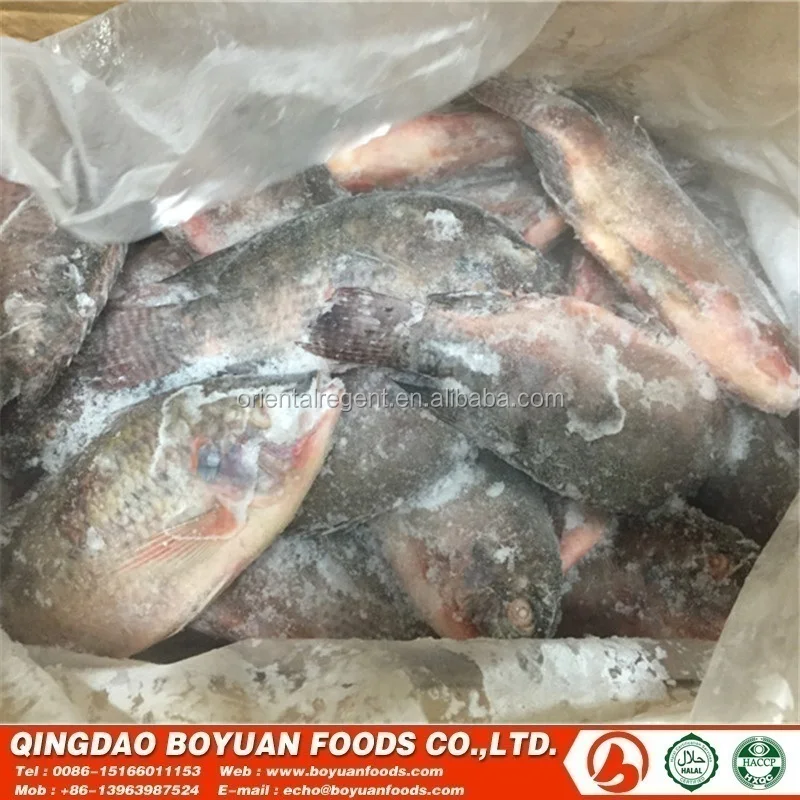 
tilapia gutted and scaled quick frozen 