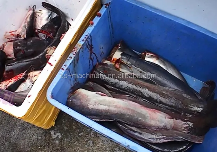 Commercial type Fish head cutting machine fish head cutter fish processing machine