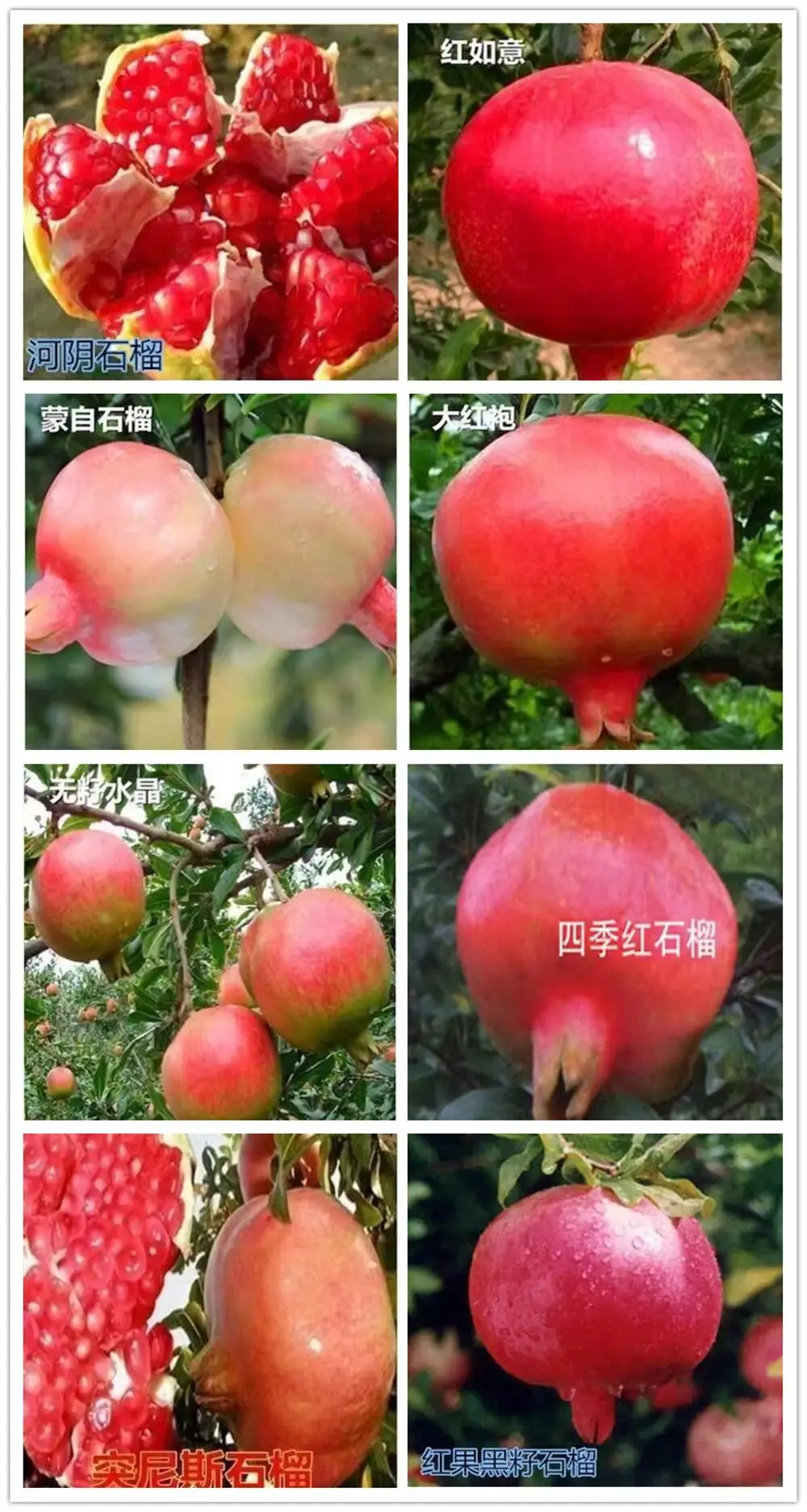 Red Sweet Pomegranate tree Fruit
