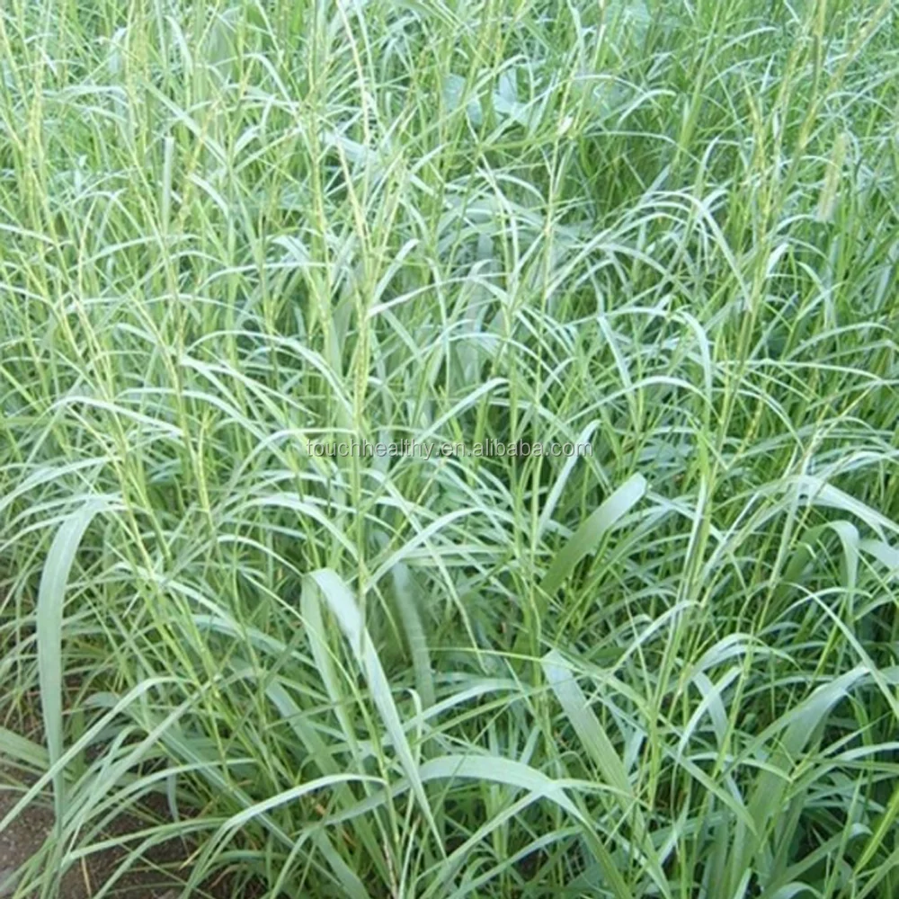 2021 Touchhealthy Top quality Limpograss grass seeds from Touchhealthy