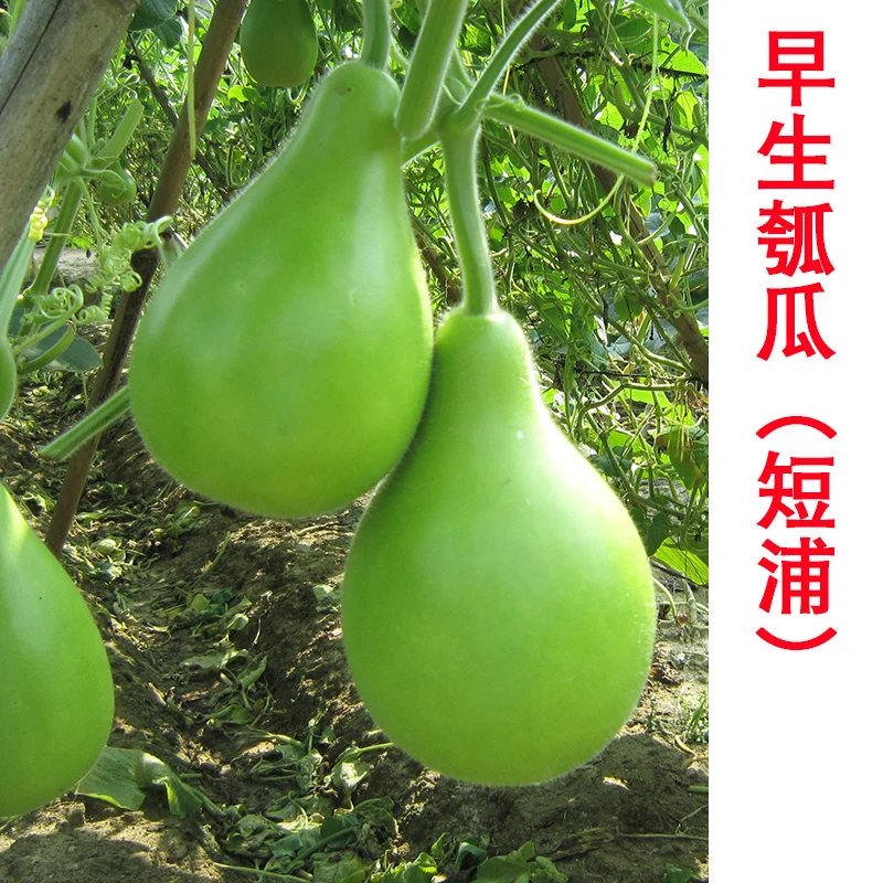 
Agriculture companies green long hybrid bottle gourd hugua seeds 1kg/bag 
