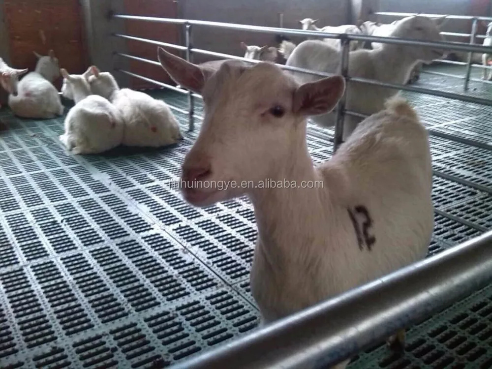 Chicken broiler farm house design chicken farm shed building