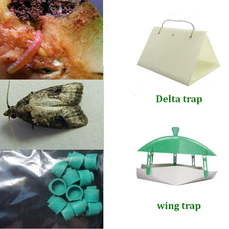 Pheromone Lure for Carposina niponensis (Peach Fruit Moth), Peach fruit borer Pheromone Attractant