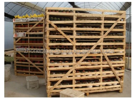 
mini grafted cactus succulent ornamental indoor plants bonsai nursery echinocactus grusonii cereus cacti 