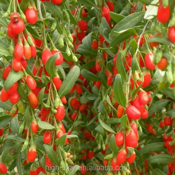 
S202 Factory Supply High Low Price Certified Goji Seeds 
