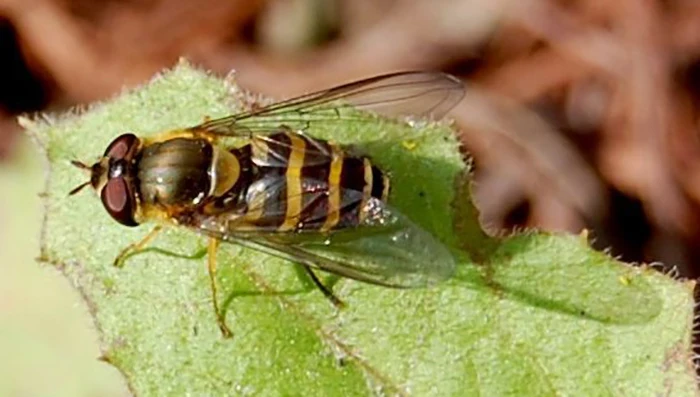 
Wasp Pupa Frozen Food Pet Food 