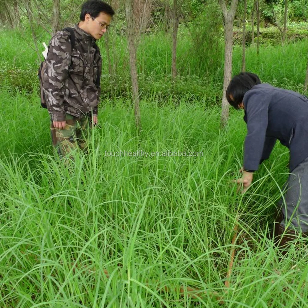 2021 Touchhealthy Top quality Limpograss grass seeds from Touchhealthy