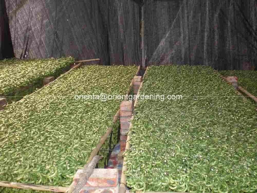 Стебель бонсай 15 см-100 см водная спираль счастливый бамбук