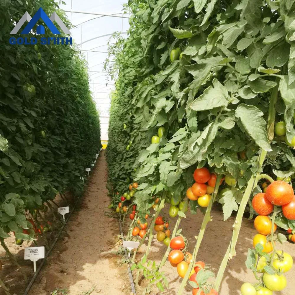 Gold Smith Intelligent Plastic Film Greenhouse Steel Structure for Vegetable Planting