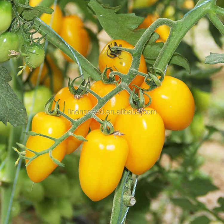 Гибридные семена помидор F1 хорошего сопротивления