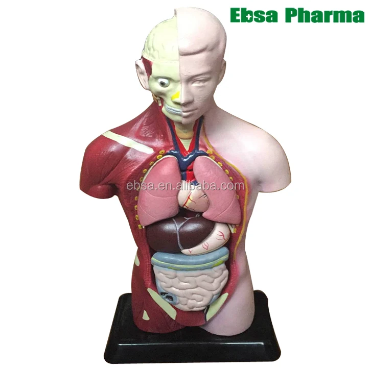 Advanced Medical Supplies Human Teaching Human Torso Series Model For Medical School