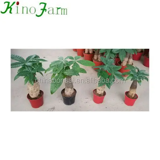 
zhangzhou kinofarm decorative indoor plants parchira bonsai 
