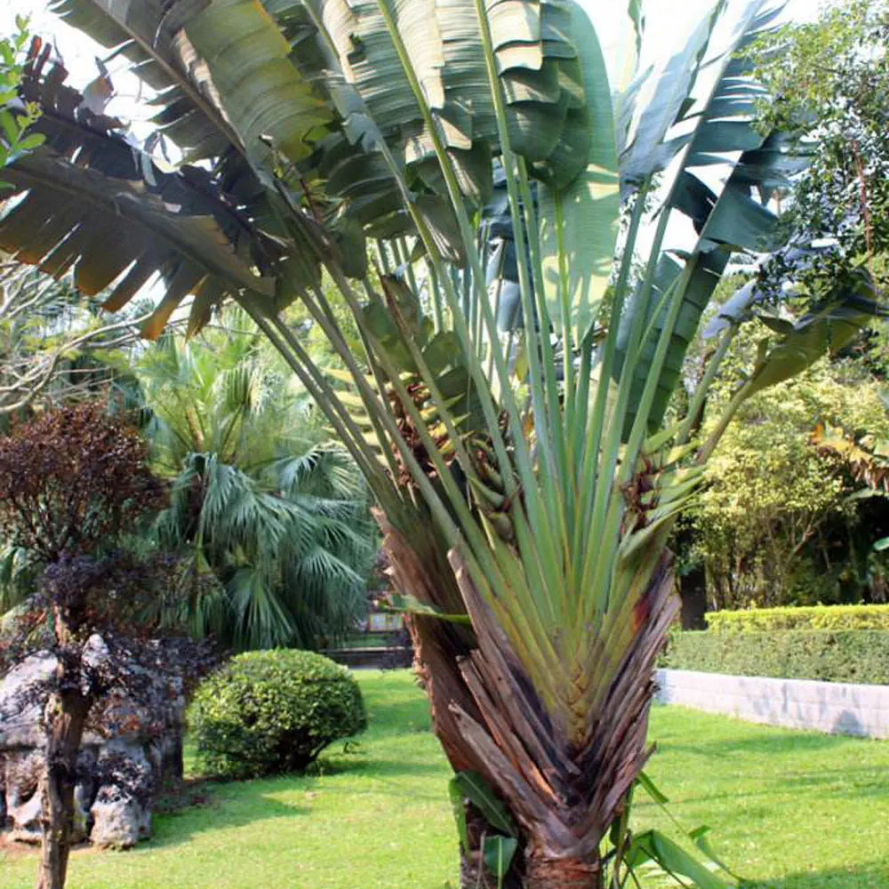 2021 Right-wingers who brigade seeds for Afforestation tree