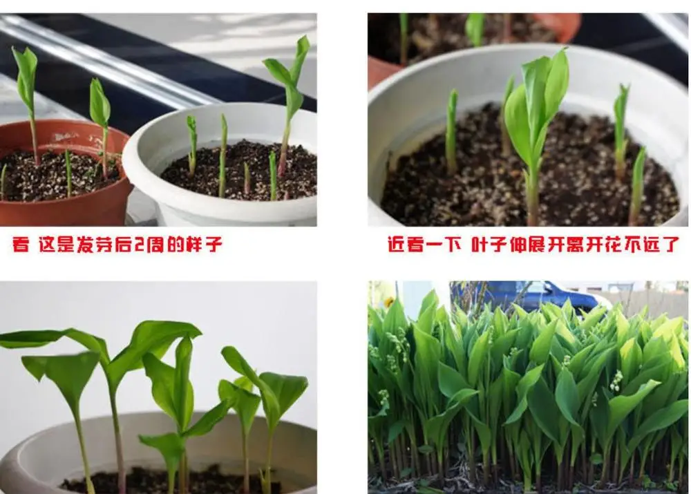 ladder to heaven Fresh live Convallaria majalis roots bulbs lily of the valley for planting