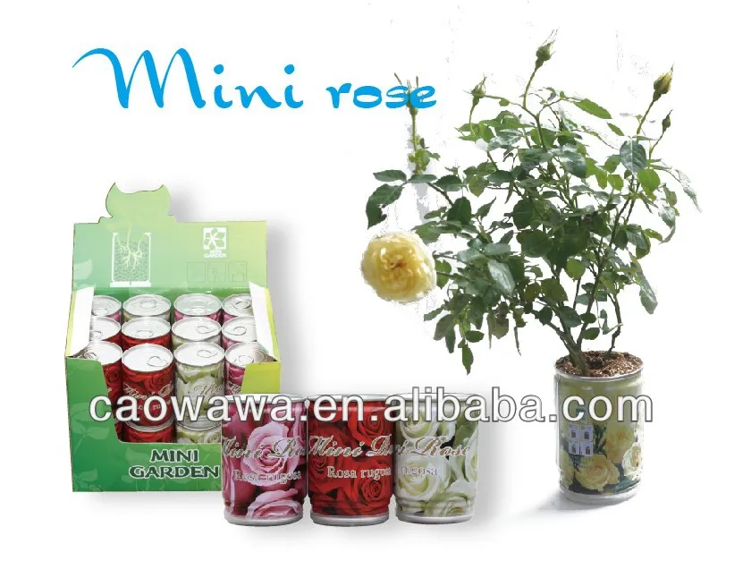 Где купить миниатюрные розы-caowawa, маленькие растения для влюбленных