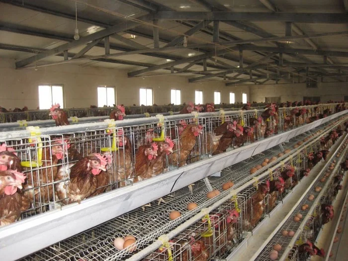 Poultry Equipment Battery Chicken Cage for Sale