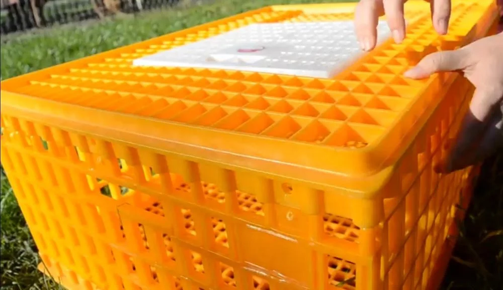 Best selling plastic Poultry Carrier Crate 8-10 Chickens for transportation