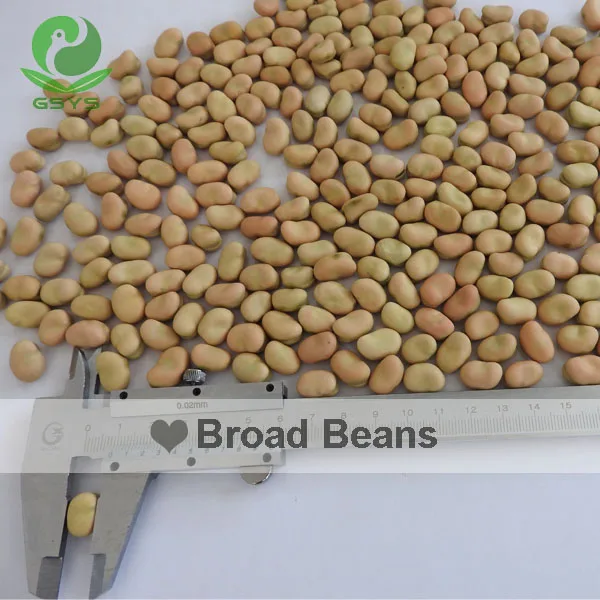 
broad health broad beans dried broad beans 