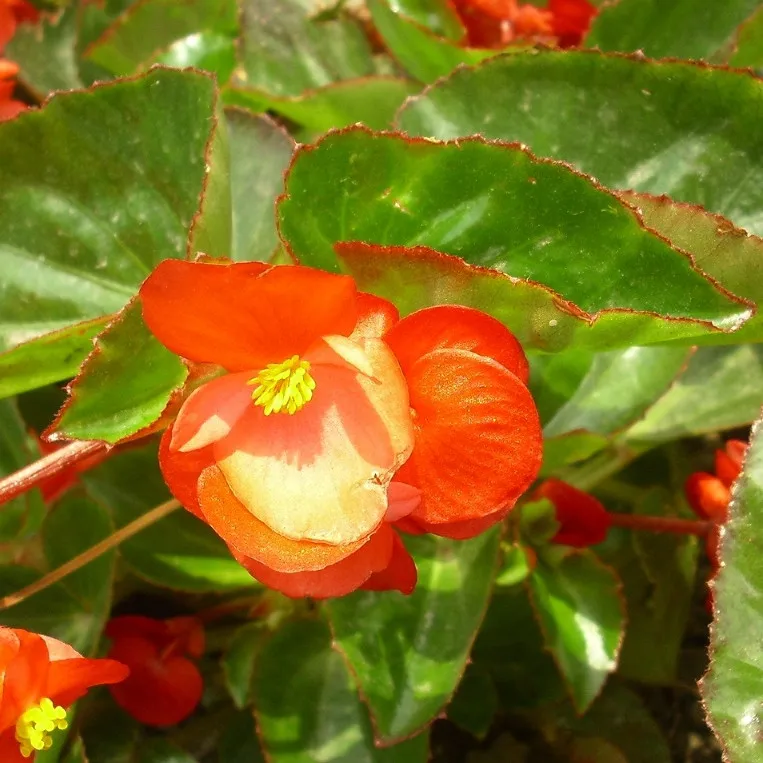 Новинка 2021, семена садовых цветов, семена бегонии для продажи