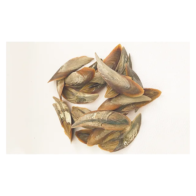  Лидер продаж в Южную Азию высокое качество ракушка для долларов