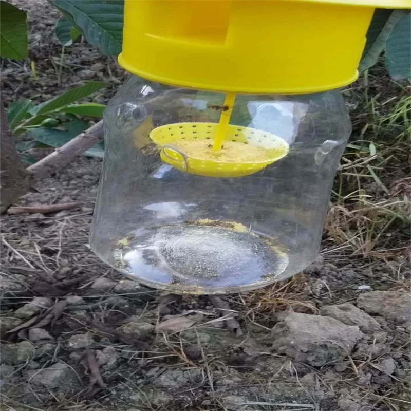 Приманка из цератта или приманка для средиземноморских фруктовых мух