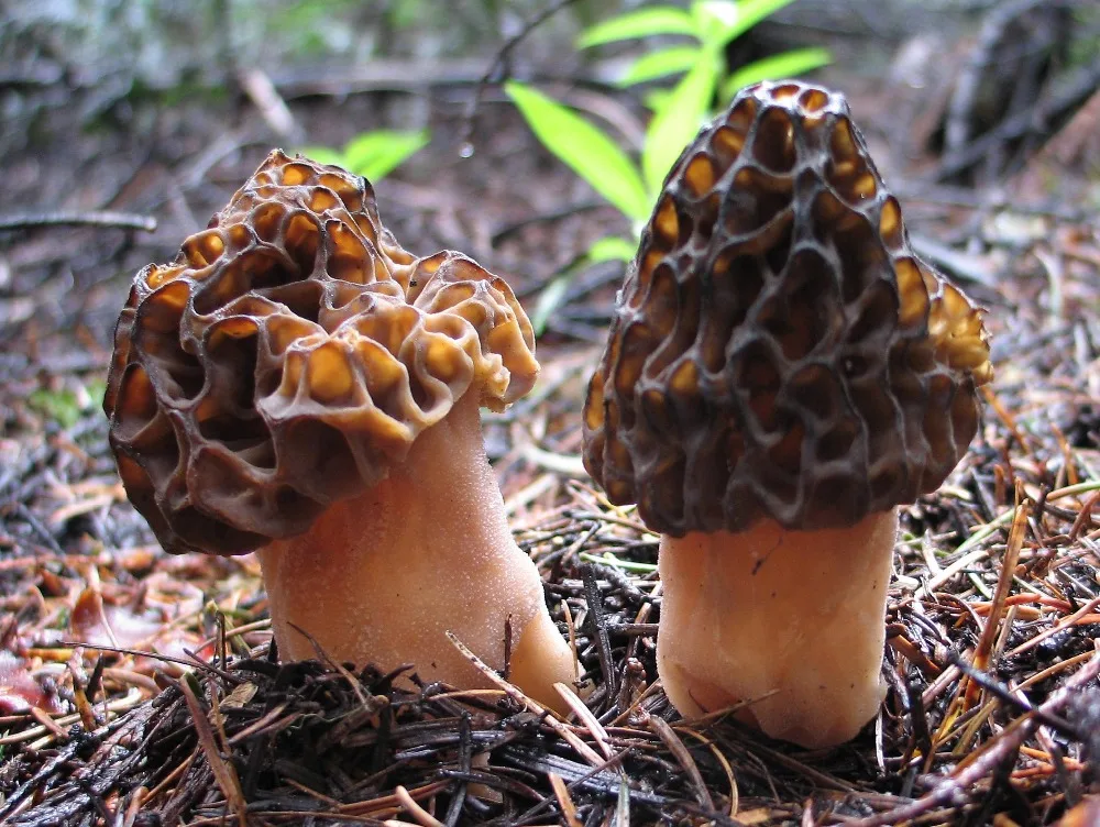 Detan Fresh Morchella Mushroom Production Price