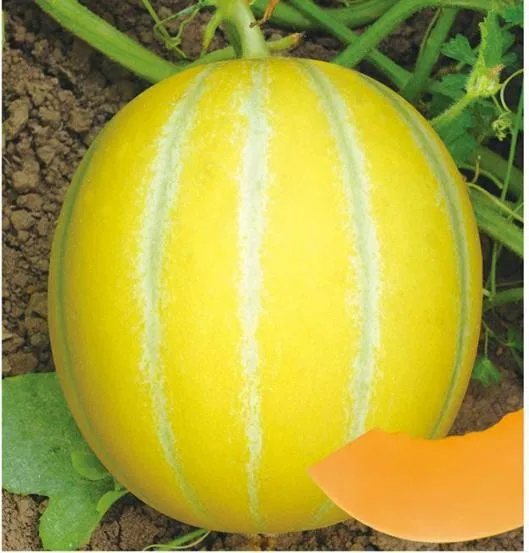 sweet Early maturity hybrid musk melon seeds good diseases tolerance